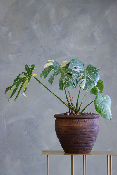 Monstera Muse featuring a variegated Monstera plant with marbled leaves in a textured decorative pot by Ottawa florist.