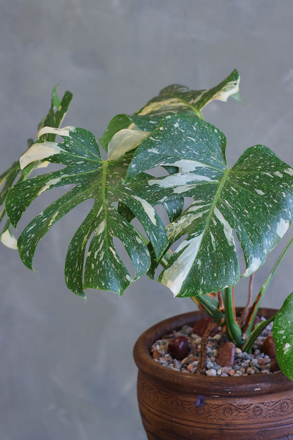 Monstera Muse featuring a variegated Monstera plant with marbled leaves in a textured decorative pot by Ottawa florist.