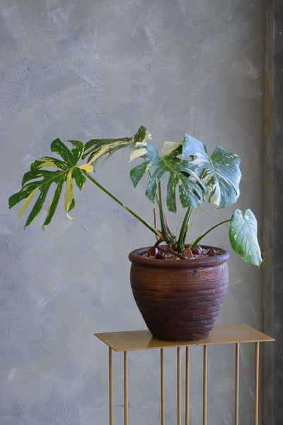 Monstera Muse featuring a variegated Monstera plant with marbled leaves in a textured decorative pot by Ottawa florist.