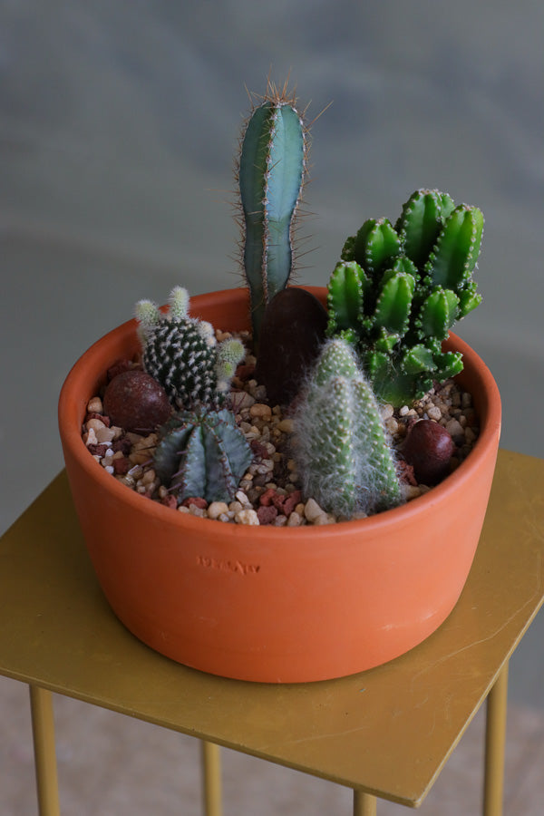 Cactus arrangement featuring Monk&