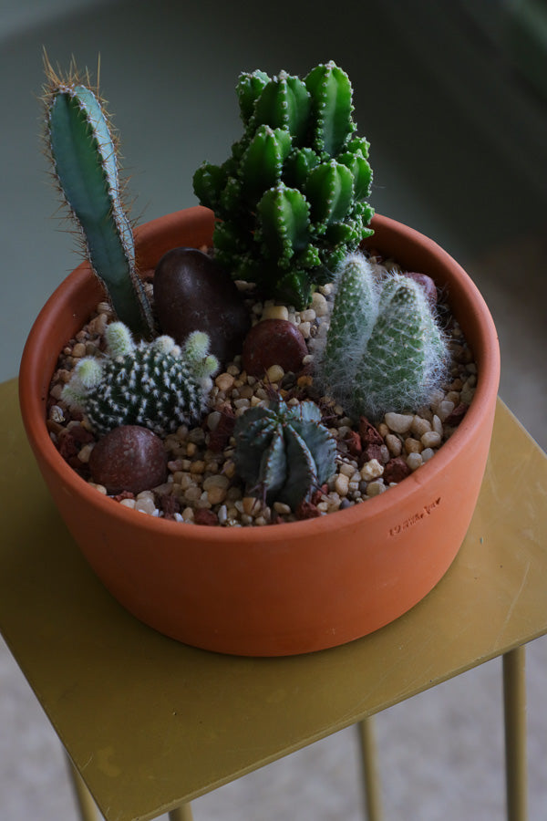 Cactus arrangement featuring Monk&