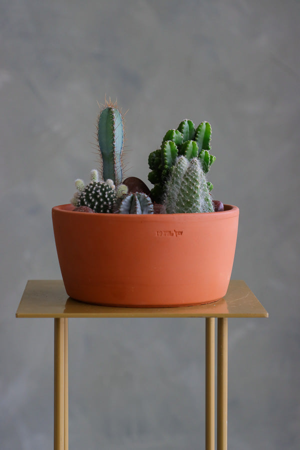 Cactus arrangement featuring Monk&