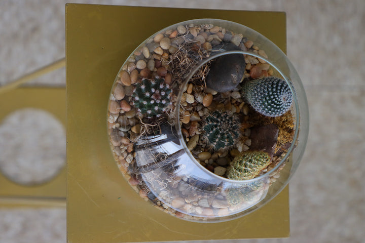 Glass terrarium featuring Balloon Cactus, Old Lady Cactus, Ladyfinger Cactus, and Mother of Hundreds with decorative sand and pebbles
