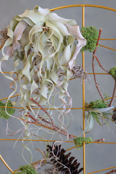 Air Garden Sphere featuring air plants, moss, and organic accents in a golden circular frame by Ottawa florist.