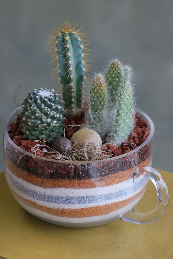 Mini succulent arrangements featuring three assorted succulents in clear glass cup planters with layered sand and natural accents.