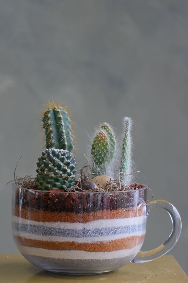 Mini succulent arrangements featuring three assorted succulents in clear glass cup planters with layered sand and natural accents.