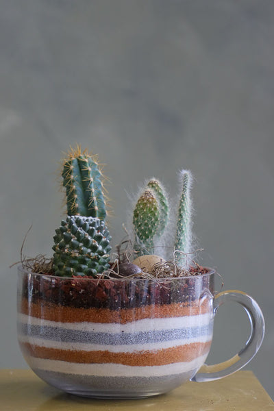 Mini succulent arrangements featuring three assorted succulents in clear glass cup planters with layered sand and natural accents.