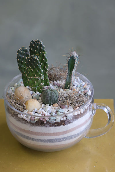 Mini succulent arrangements featuring three assorted succulents in clear glass cup planters with layered sand and natural accents.
