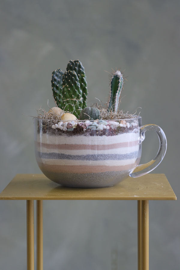 Mini succulent arrangements featuring three assorted succulents in clear glass cup planters with layered sand and natural accents.