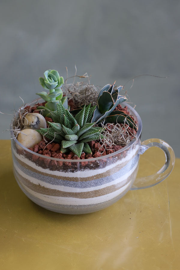 Mini succulent arrangements featuring three assorted succulents in clear glass cup planters with layered sand and natural accents.