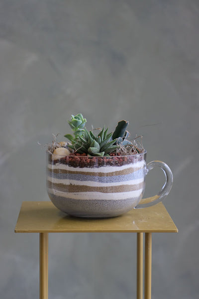 Mini succulent arrangements featuring three assorted succulents in clear glass cup planters with layered sand and natural accents.