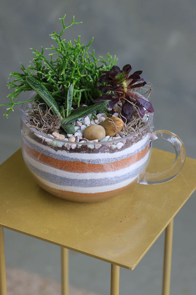 Mini succulent arrangements featuring three assorted succulents in clear glass cup planters with layered sand and natural accents.