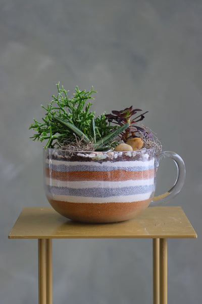 Mini succulent arrangements featuring three assorted succulents in clear glass cup planters with layered sand and natural accents.