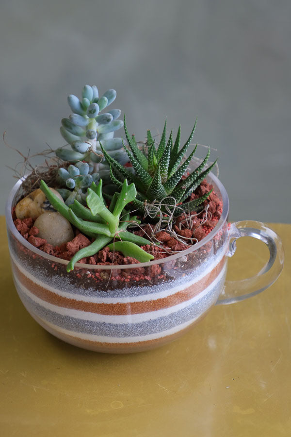 Mini succulent arrangements featuring three assorted succulents in clear glass cup planters with layered sand and natural accents.