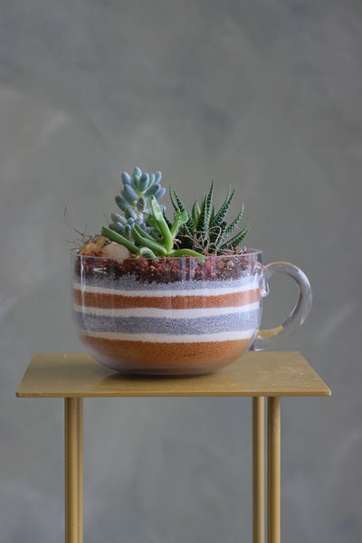 Mini succulent arrangements featuring three assorted succulents in clear glass cup planters with layered sand and natural accents.