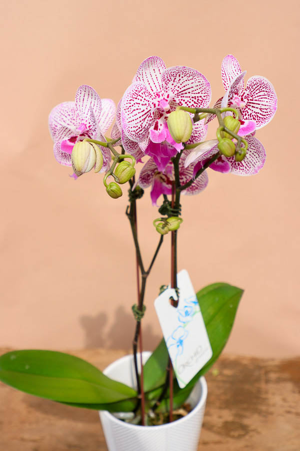 Gorgeous Orchid