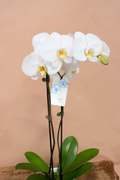 Gorgeous Orchid