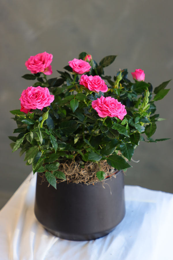 Classic Potted Rose featuring vibrant red rose blooms in a sleek ceramic pot by Ottawa florist.