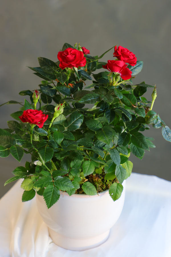 Classic Potted Rose featuring vibrant red rose blooms in a sleek ceramic pot by Ottawa florist.