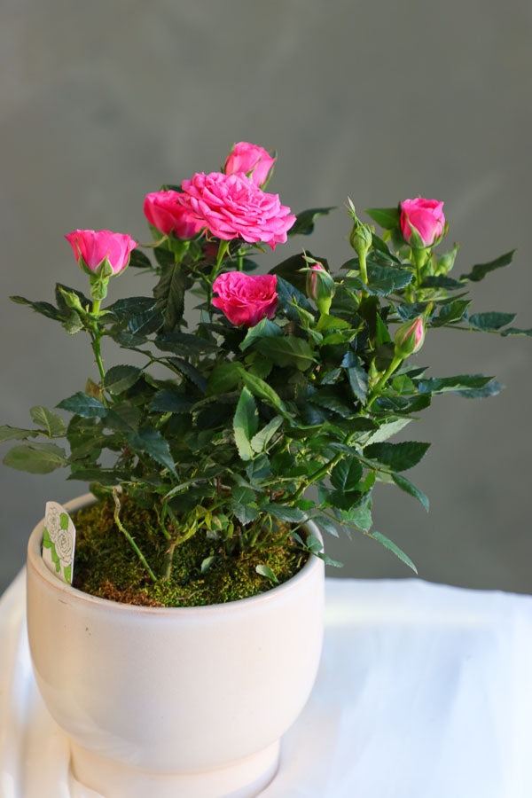 Classic Potted Rose featuring vibrant red rose blooms in a sleek ceramic pot by Ottawa florist.