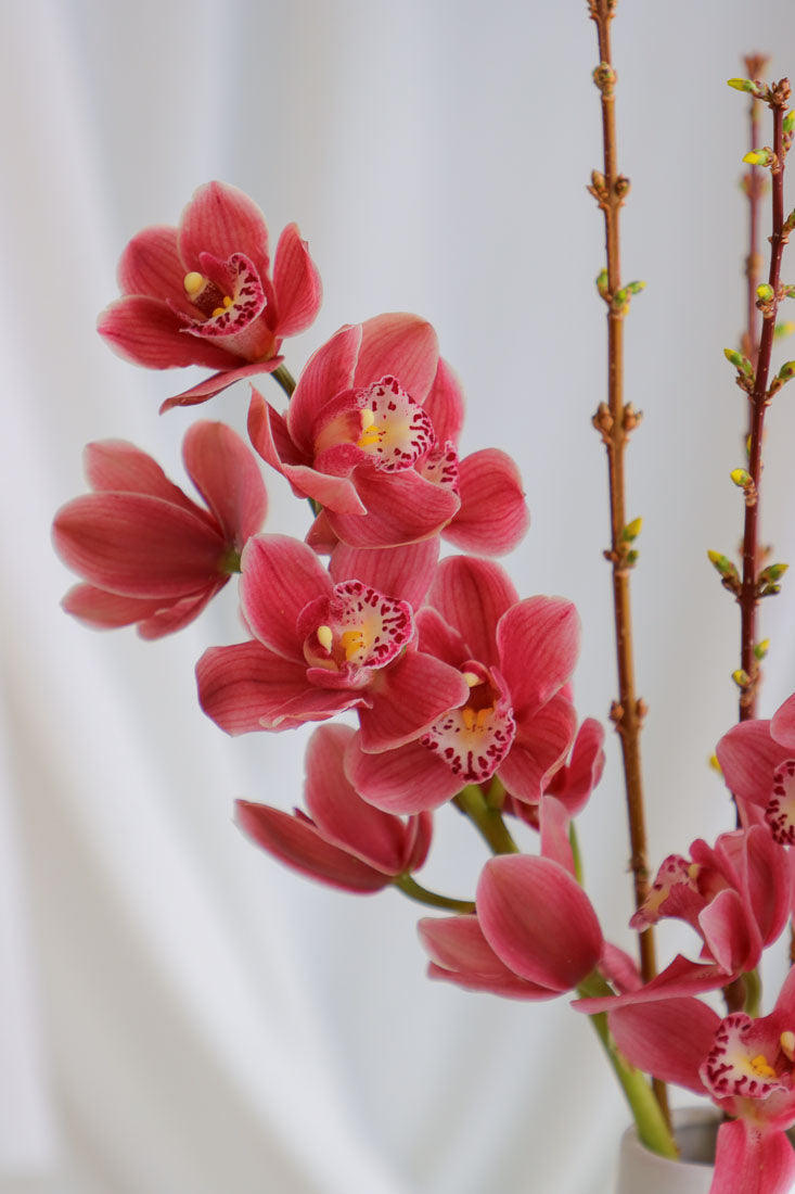 Dark pink mauve Cymbidium orchid arrangement with spring branches in a unique white ceramic vase, styled elegantly.