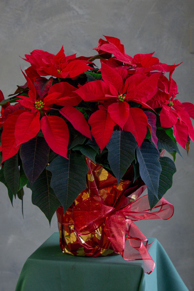 Splendid Gift  -  XL Winter Poinsettia