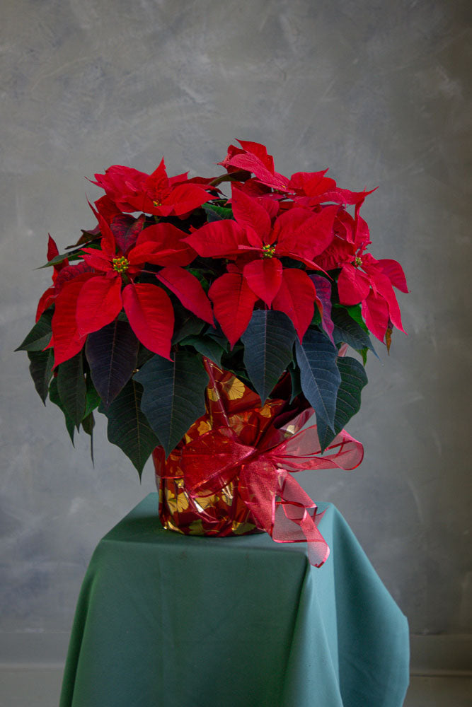 Splendid Gift  -  XL Winter Poinsettia