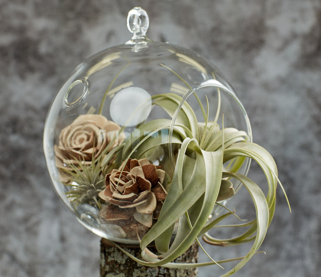Tillandsia Xerographica in a glass florarium