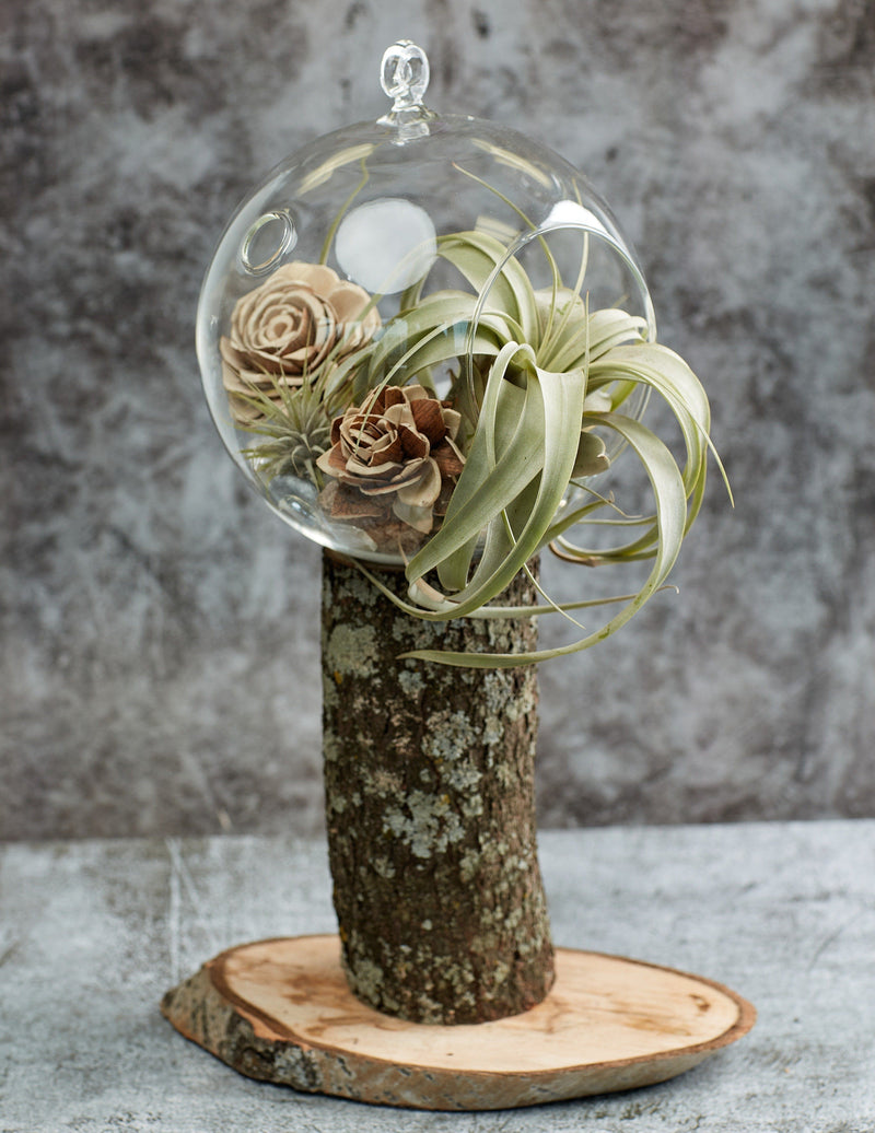 Tillandsia Xerographica in a glass florarium
