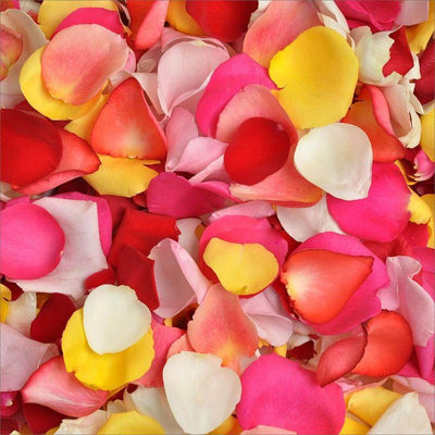 assorted colors rose petals