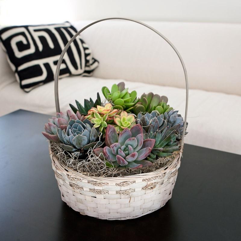 Succulent and Cacti Basket