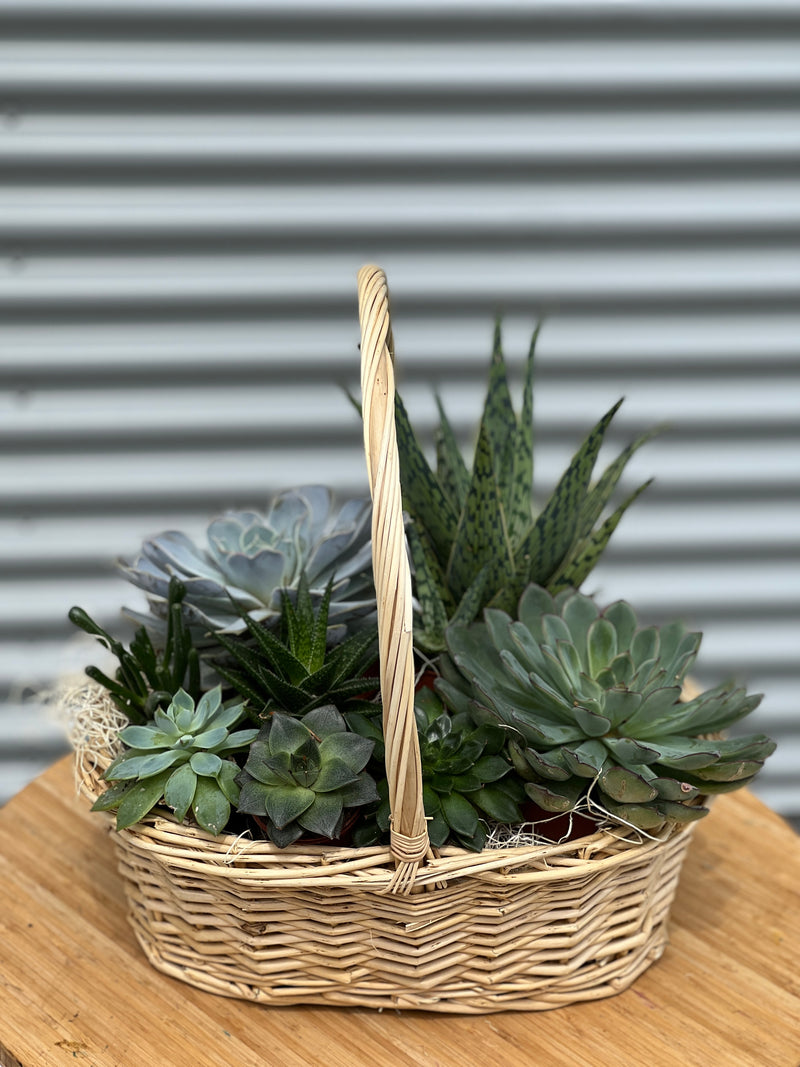 Succulents basket