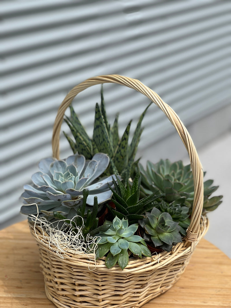 Succulents basket