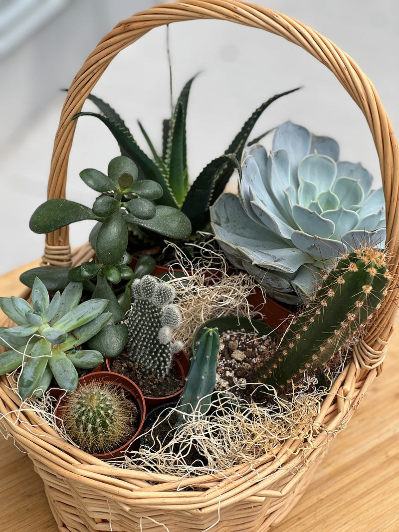 Succulent & Cacti Basket