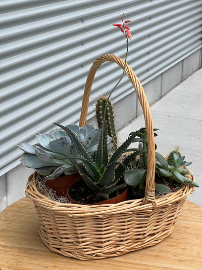 Succulent and cacti basket