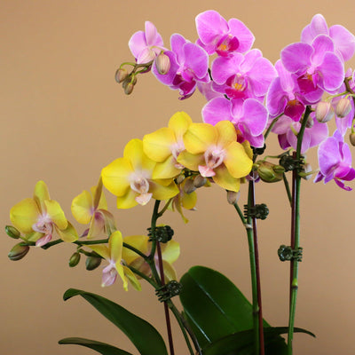 duo orchids in a ceramic pot; beautiful potted orchids