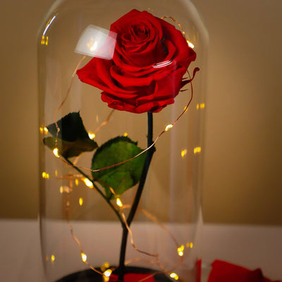 beauty and the beast rose; preserved red rose; forever rose