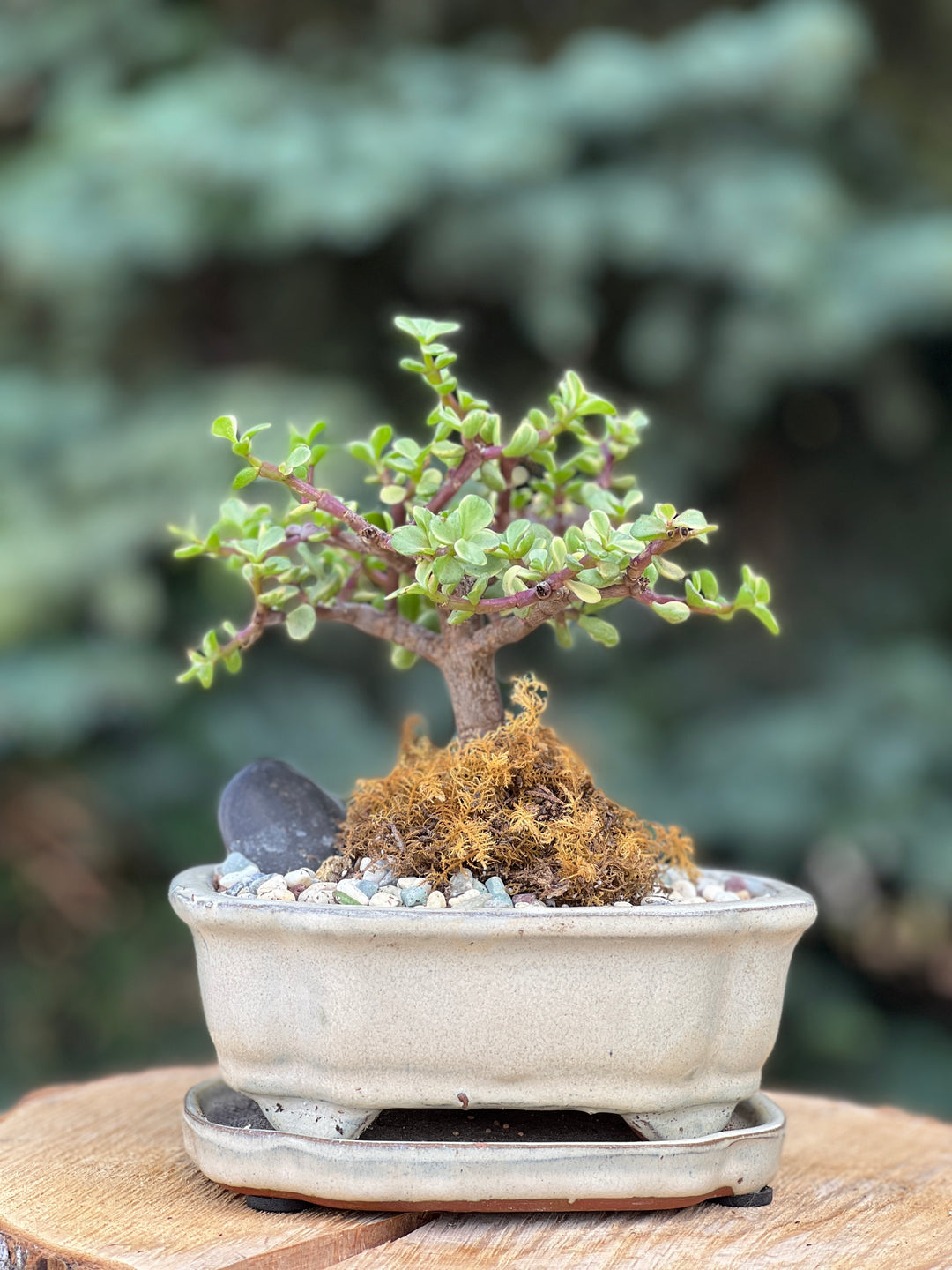 bonsai tree delivery canada Bonsai Tree Variety – Nectar Flowers Ottawa