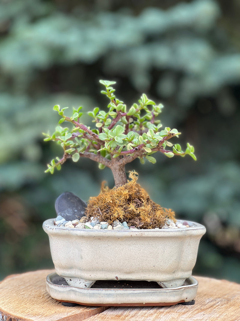 Jade bonsai in a ceramic pot