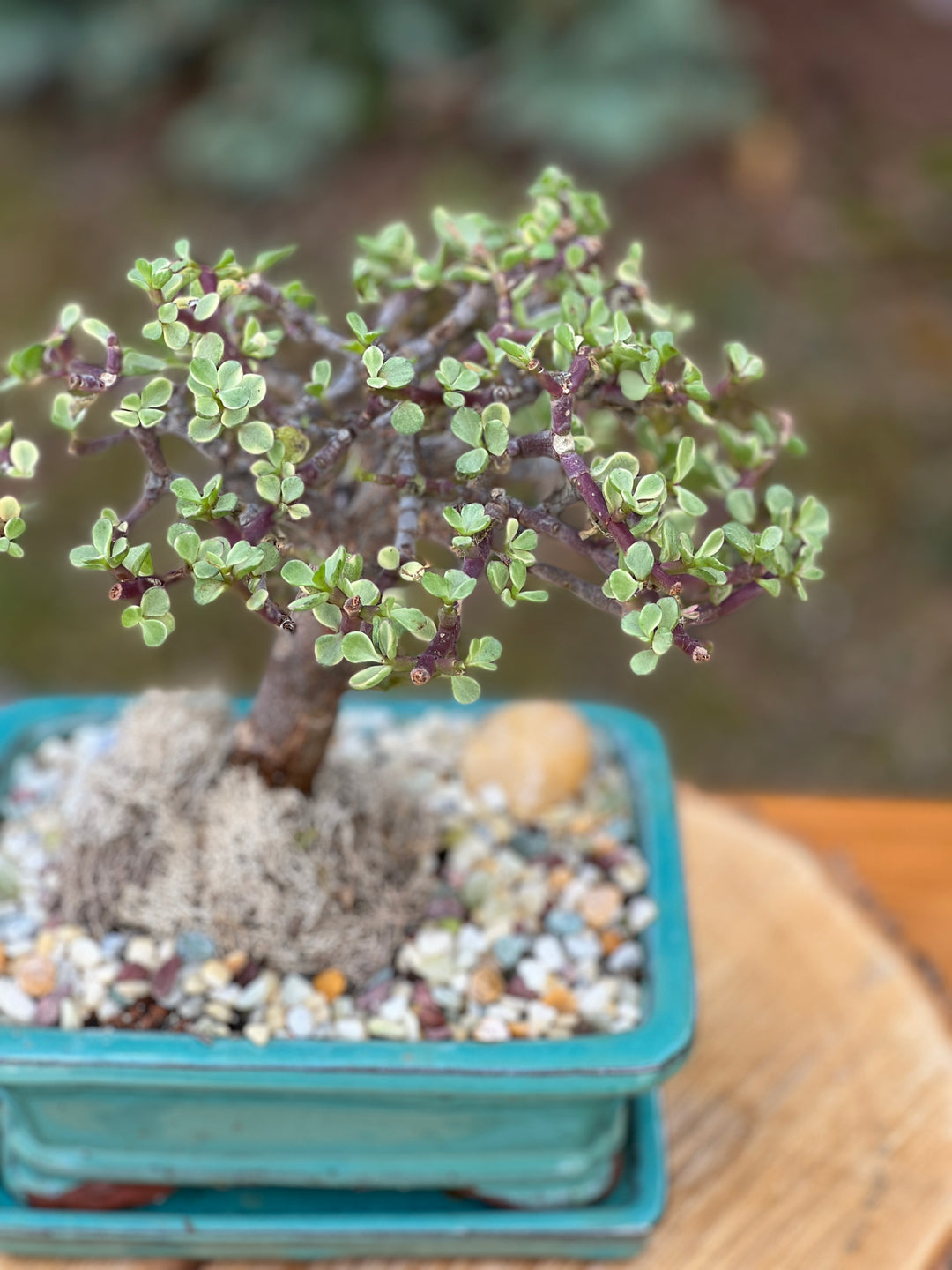 Classic jade in a ceramic pot