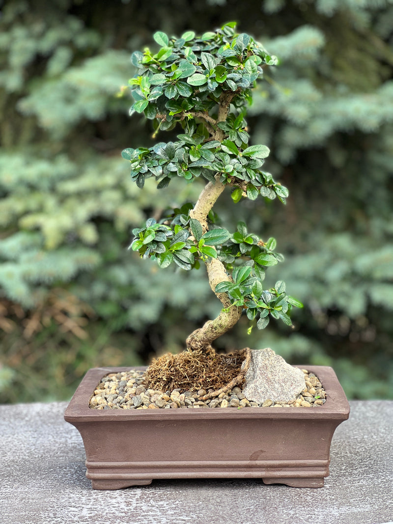 Chinese Elm in a ceramic pot 28 years