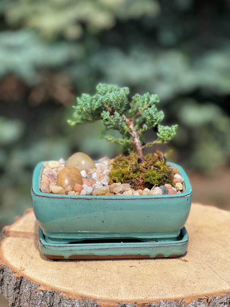 Little juniper bonsai tree in a ceramic pot
