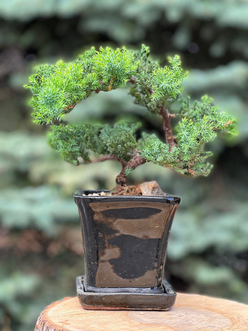 Juniper classic bonsai tree in a ceramic pot