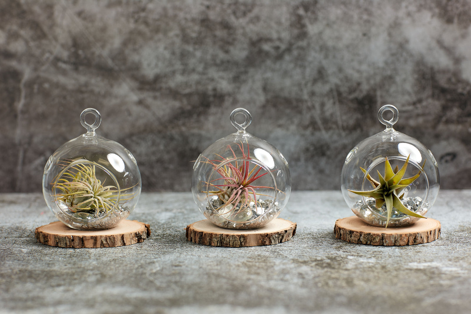 Air plants in glass terrarium
