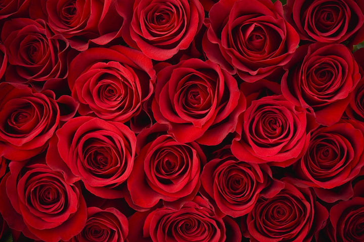 red roses