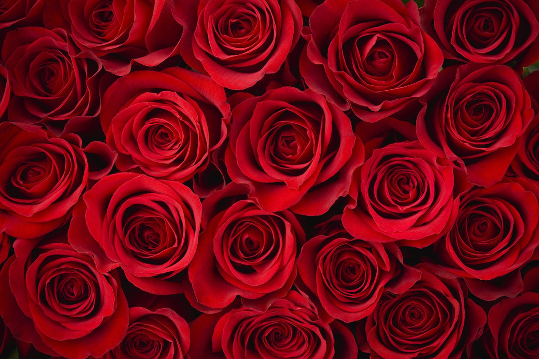 red roses