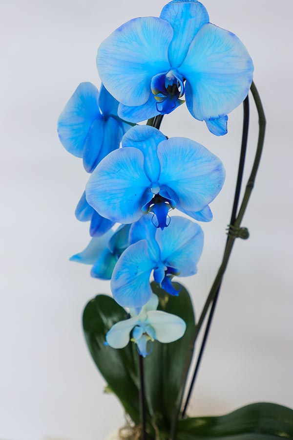 Stunning Blue Orchid in a Pot