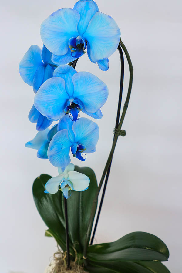 Blue Ethereal Orchids