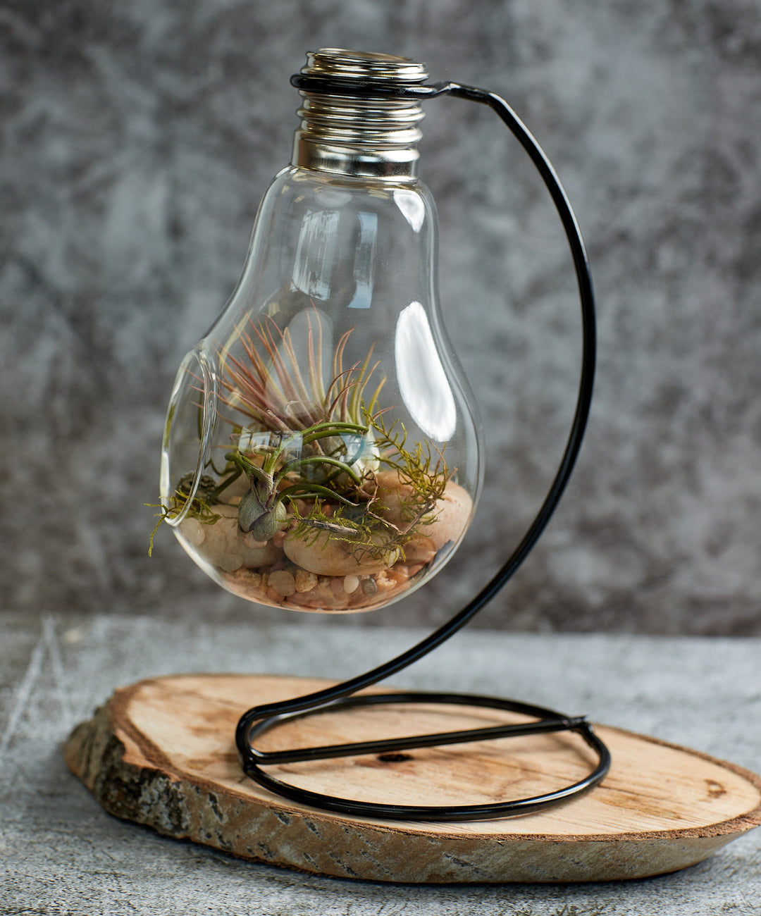 Air plants terrarium, air plants in light bulb