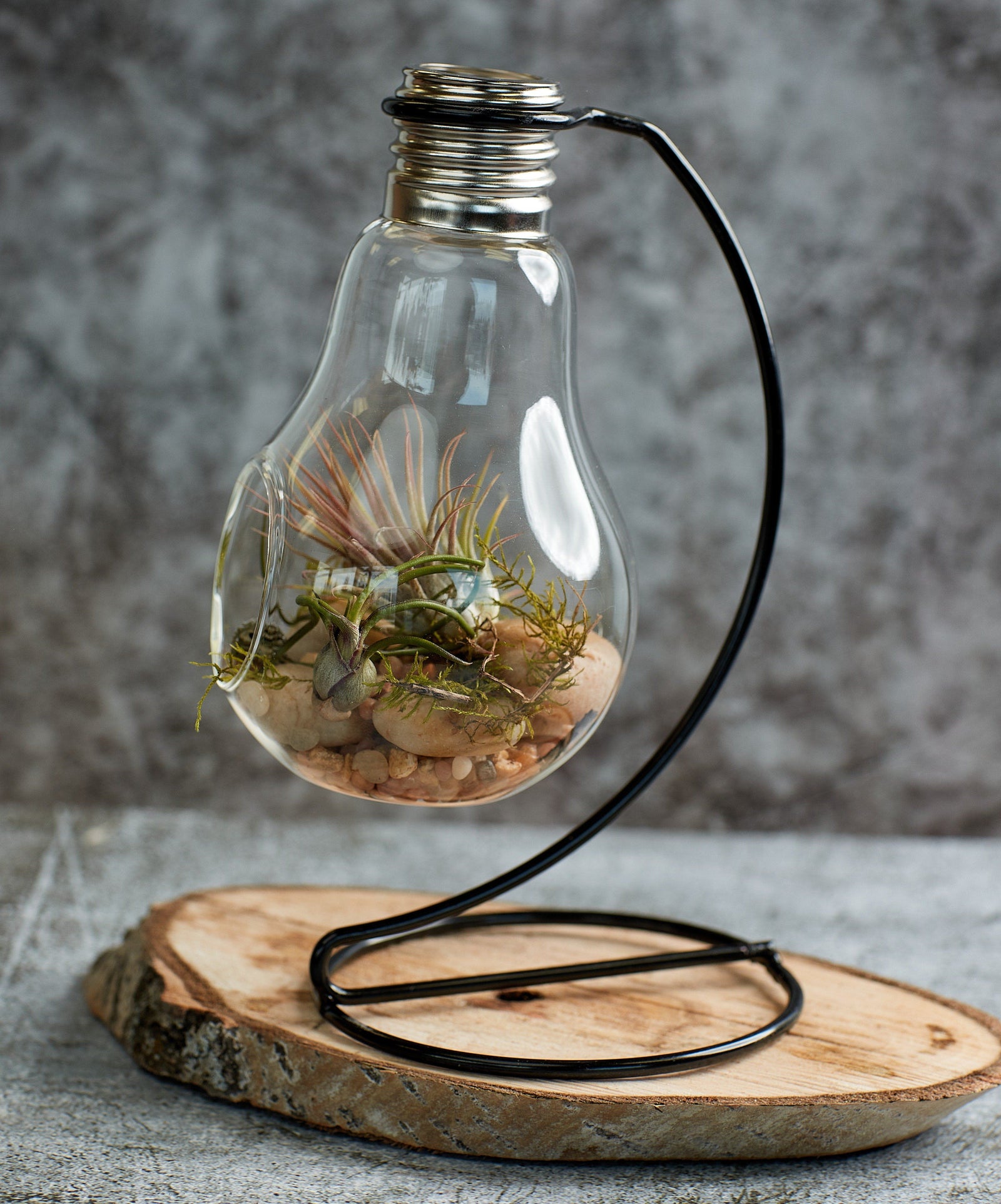 Air plants terrarium, air plants in light bulb